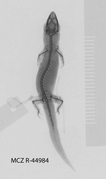 Media type: image;   Herpetology R-44984
